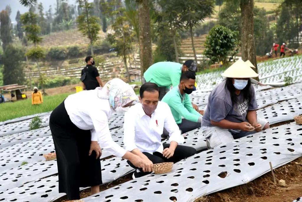 Foto: Presiden Jokowi didampingi Ibu Negara Iriana menanam bawang merah bersama para petani di Desa Bansari, Kabupaten Temanggung, Jawa Tengah. (dok. BPMI Setpres/Rusman)
