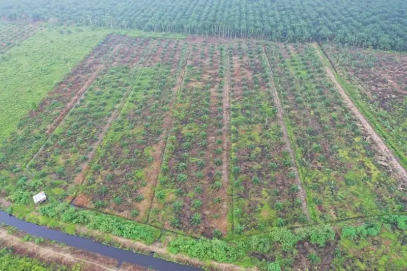 Foto udara kawasan Taman Hutan Raya (Tahura) Orang Kayo Hitam yang menjadi lokasi perambahan oleh 4 tersangka untuk perkebunan sawit yang telah diproses hukum Gakkum Kemenhut. (Foto: ANTARA/HO-Kemenhut)