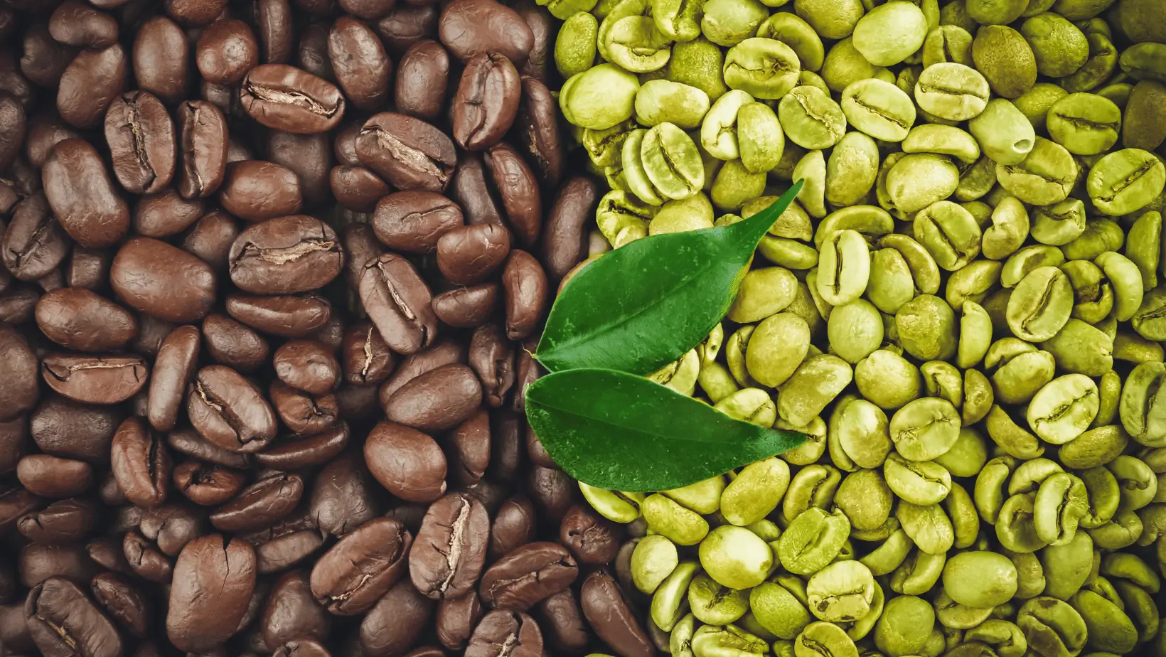 Menelusuri Kelezatan Biji Kopi  Amankah Mengonsumsi Biji Kopi Secara Langsung 