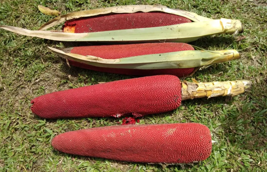 Buah merah. (Foto: hortikultura.pertanian.go.id)