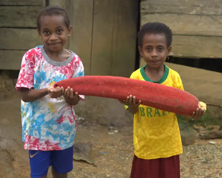 Kamu Harus Tahu  Ini Manfaat Buah Merah dari Papua untuk Kesehatan hingga Kecantikan