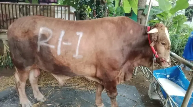 DPR dan MUI Pasang Badan Polemik Pembelian Ribuan Sapi Kurban Prabowo