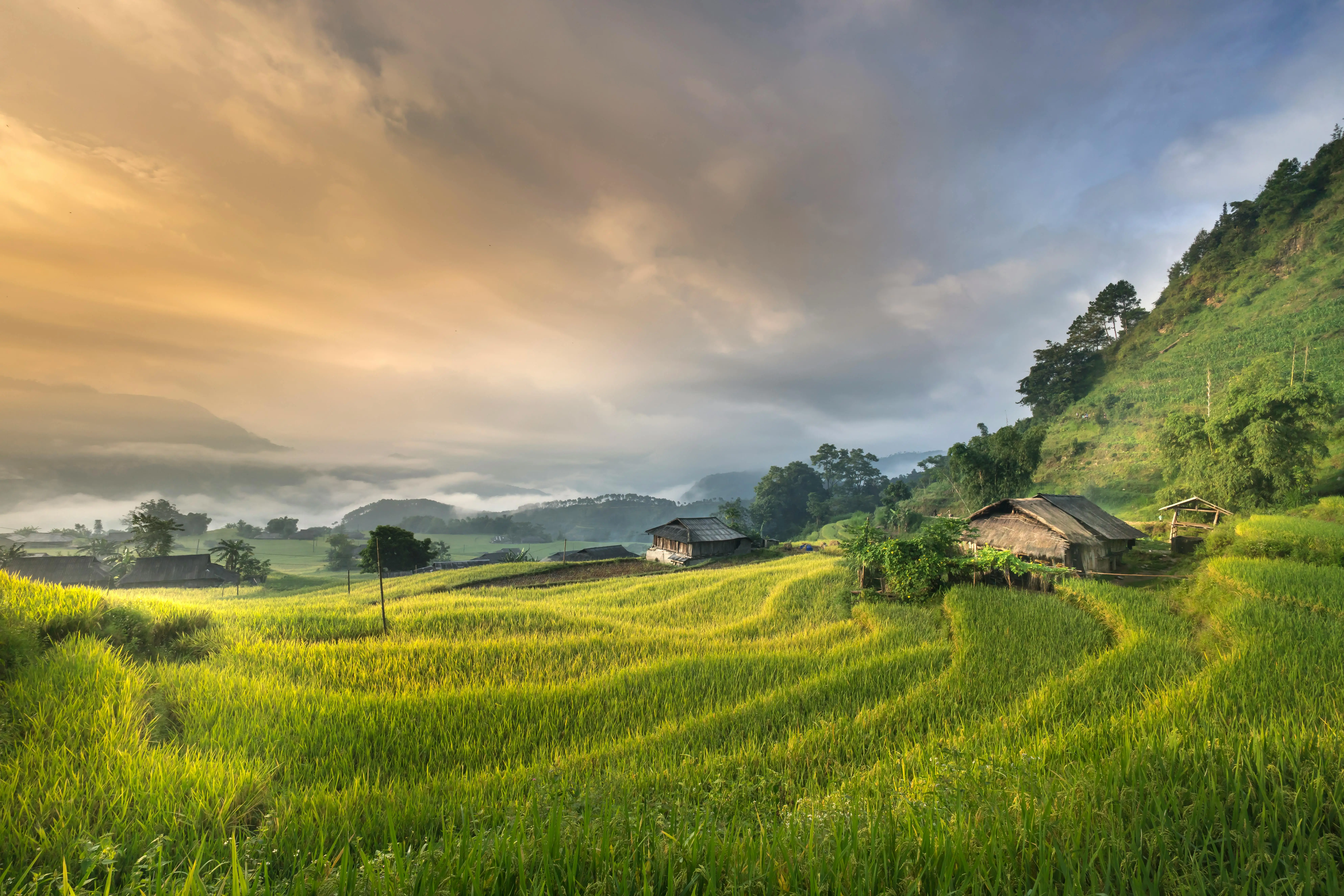 Ilustrasi area persawahan. (Foto: Pexels/Quang Nguyen Vinh)