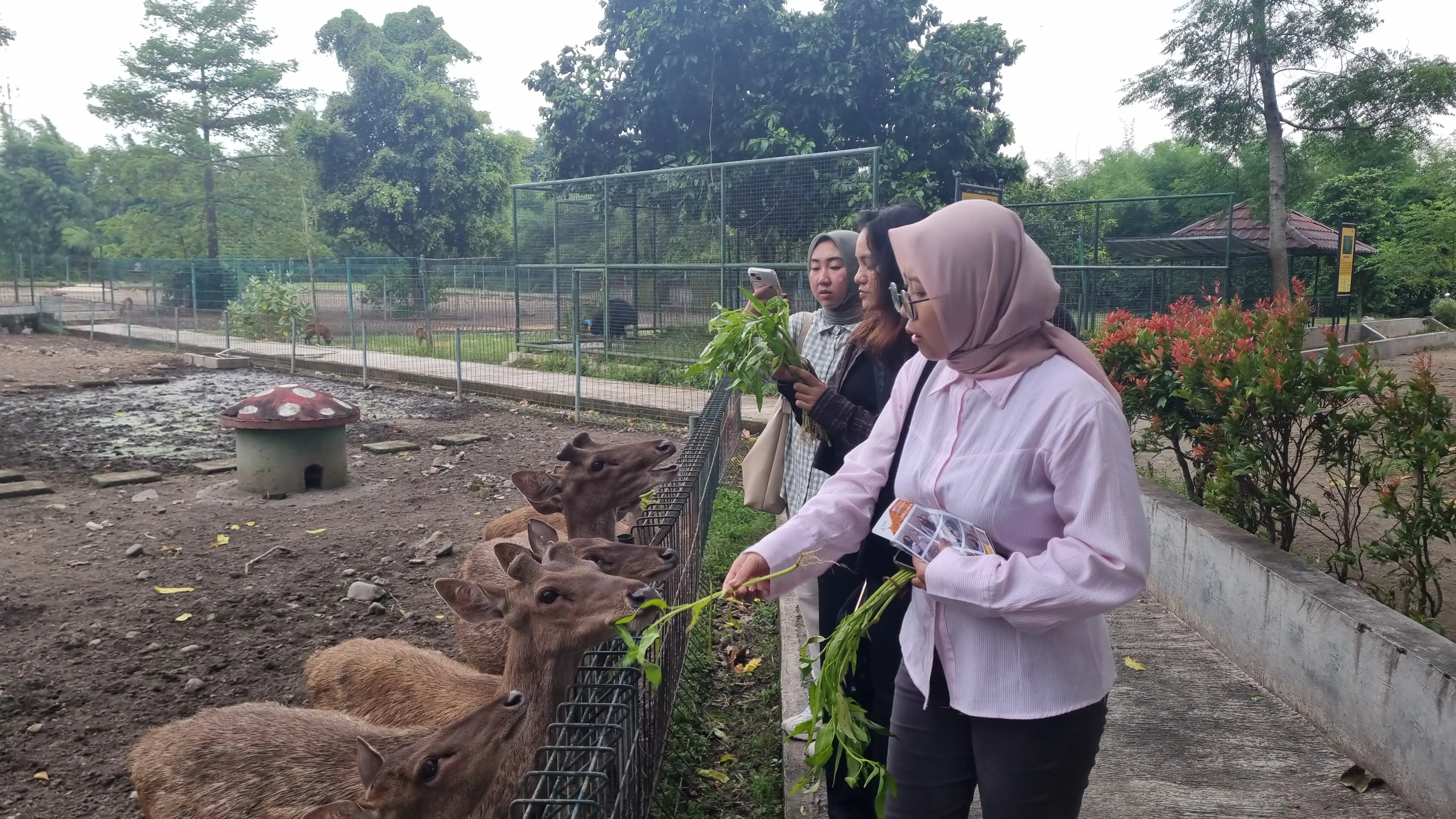Ilustrasi memberi makan satwa. (Foto: dok. ThePhrase.id)