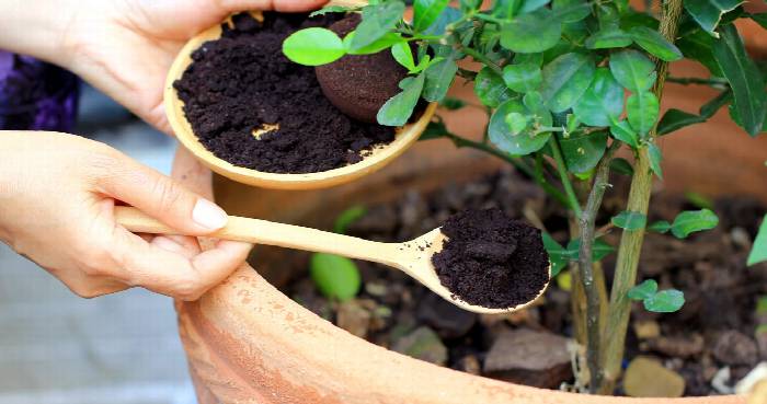 Tips Manfaatkan Limbah Kopi agar Tanaman Lebih Subur