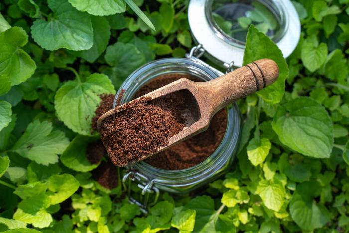 Tips Manfaatkan Limbah Kopi agar Tanaman Lebih Subur