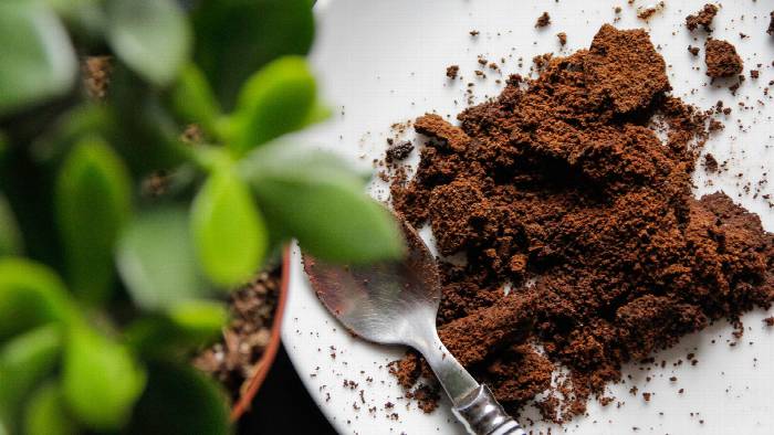 Tips Manfaatkan Limbah Kopi agar Tanaman Lebih Subur