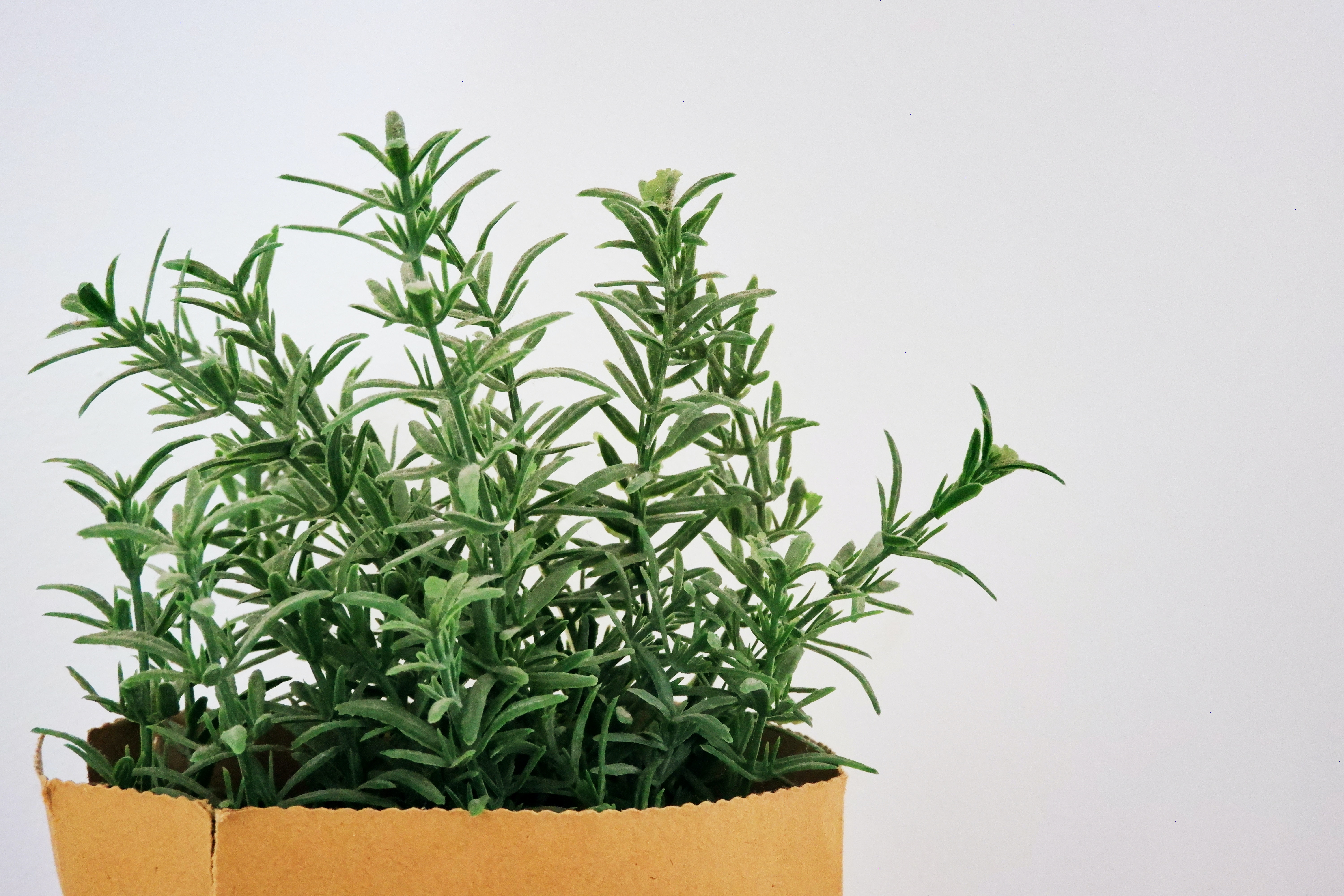 Tanaman rosemary. (Foto: Unsplash/Ze Maria)