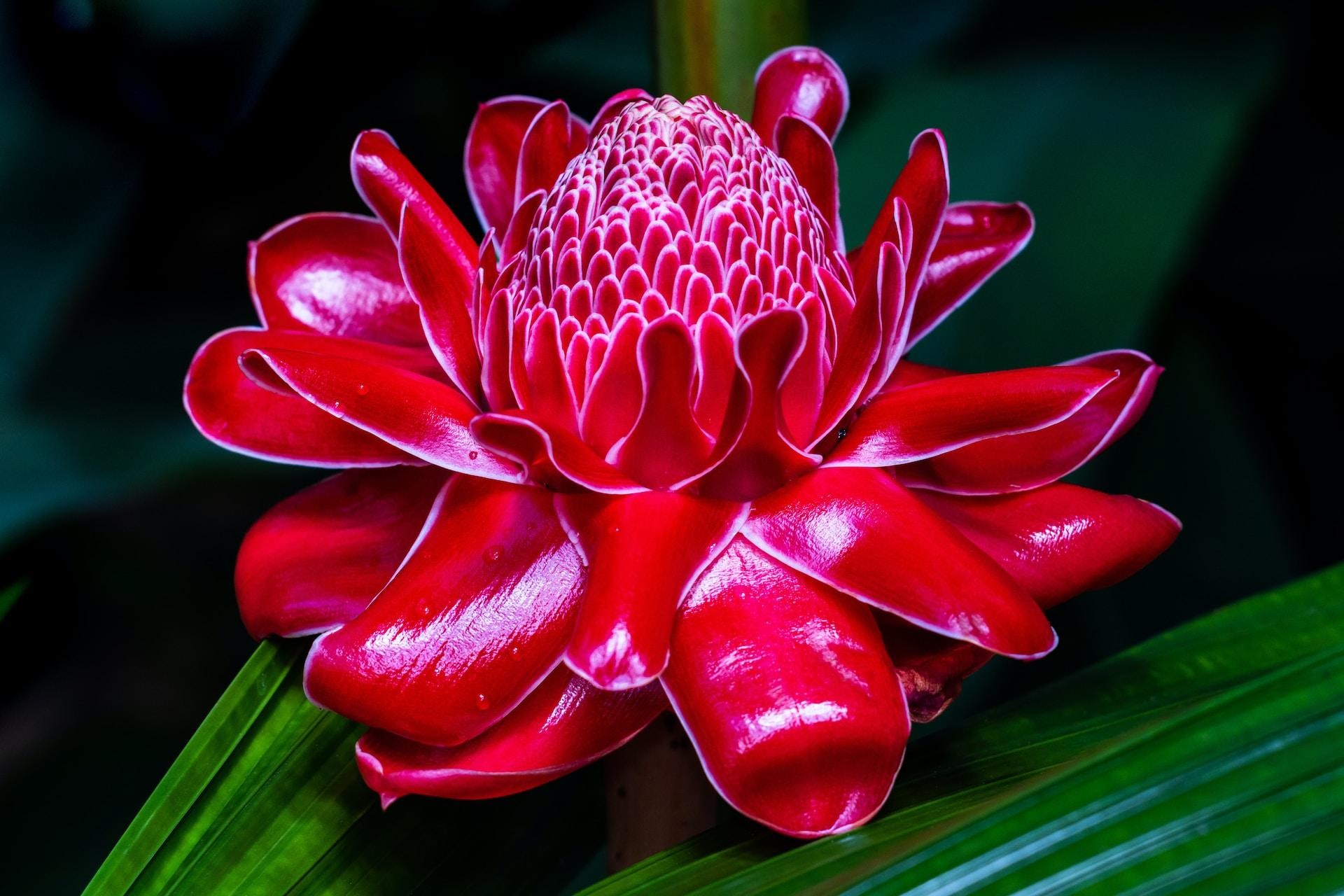 Foto: Ilustrasi Kecombrang (Photo by David Clode on Unsplash)