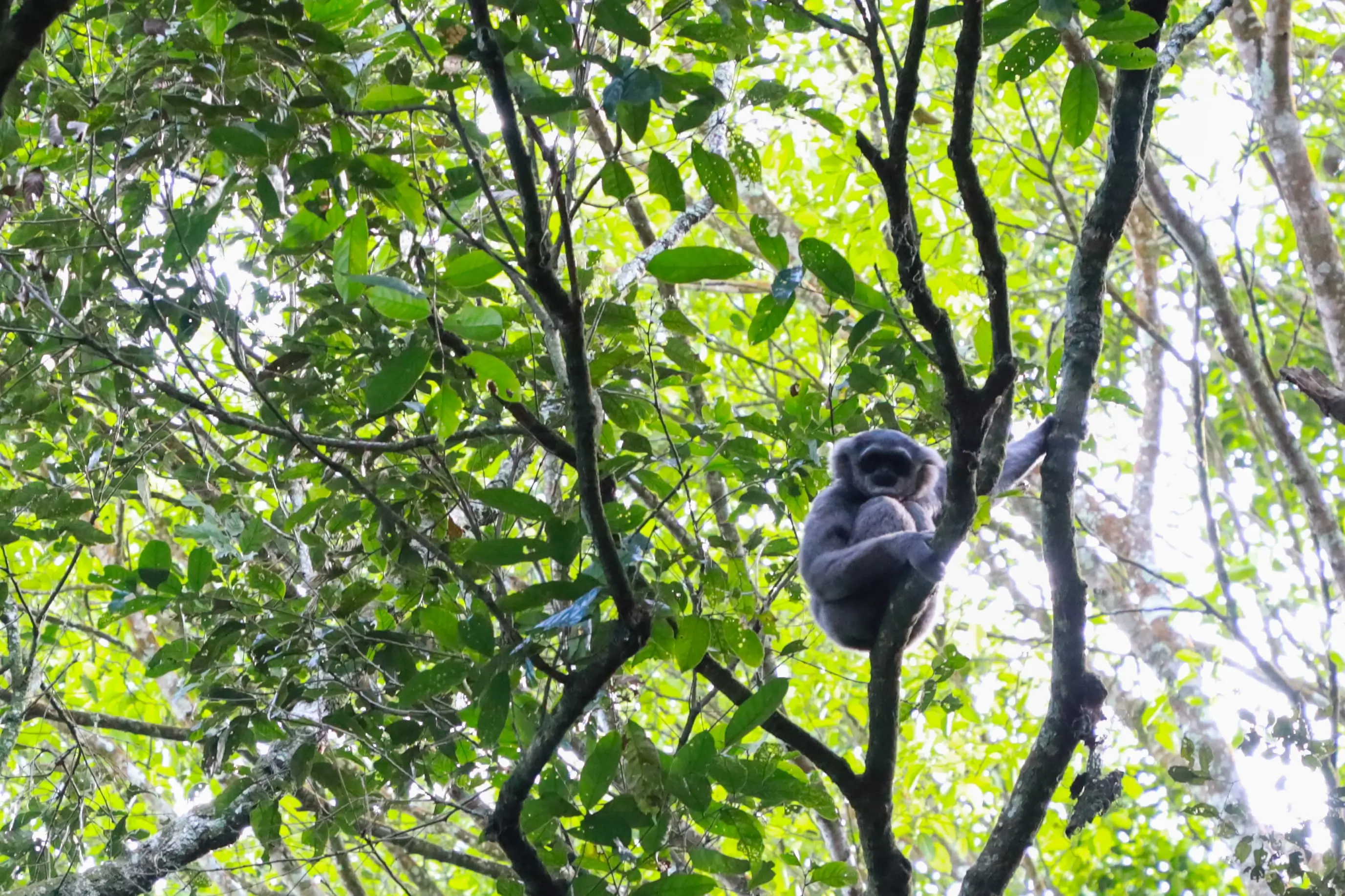 Owa Jawa, primata langka di Gunung Puntang, Bandung Selatan. (Foto: Dok. PHE)