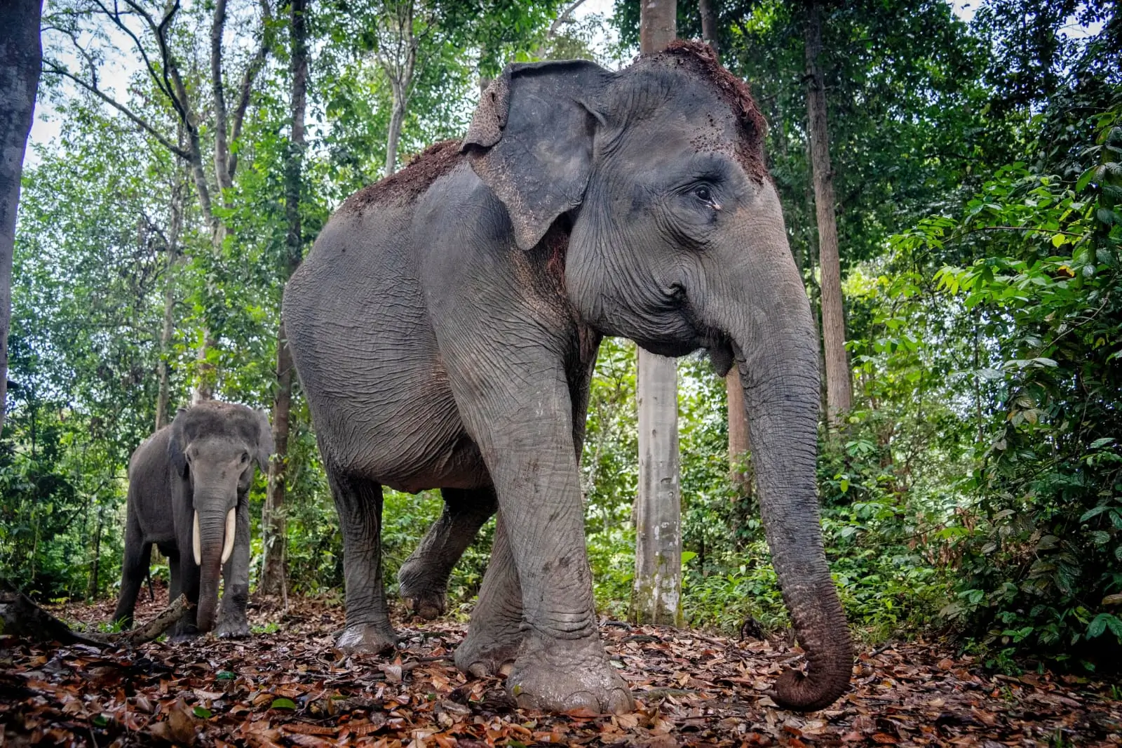 Gajah dan Petani Kini Hidup Rukun  Agroforestri Ciptakan Harmonisasi