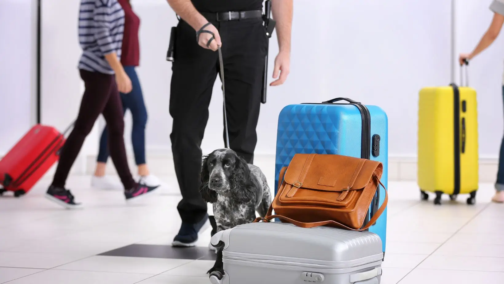 Ilustrasi anjing pelacak di bandara (Foto: Canva/pixelshot)
