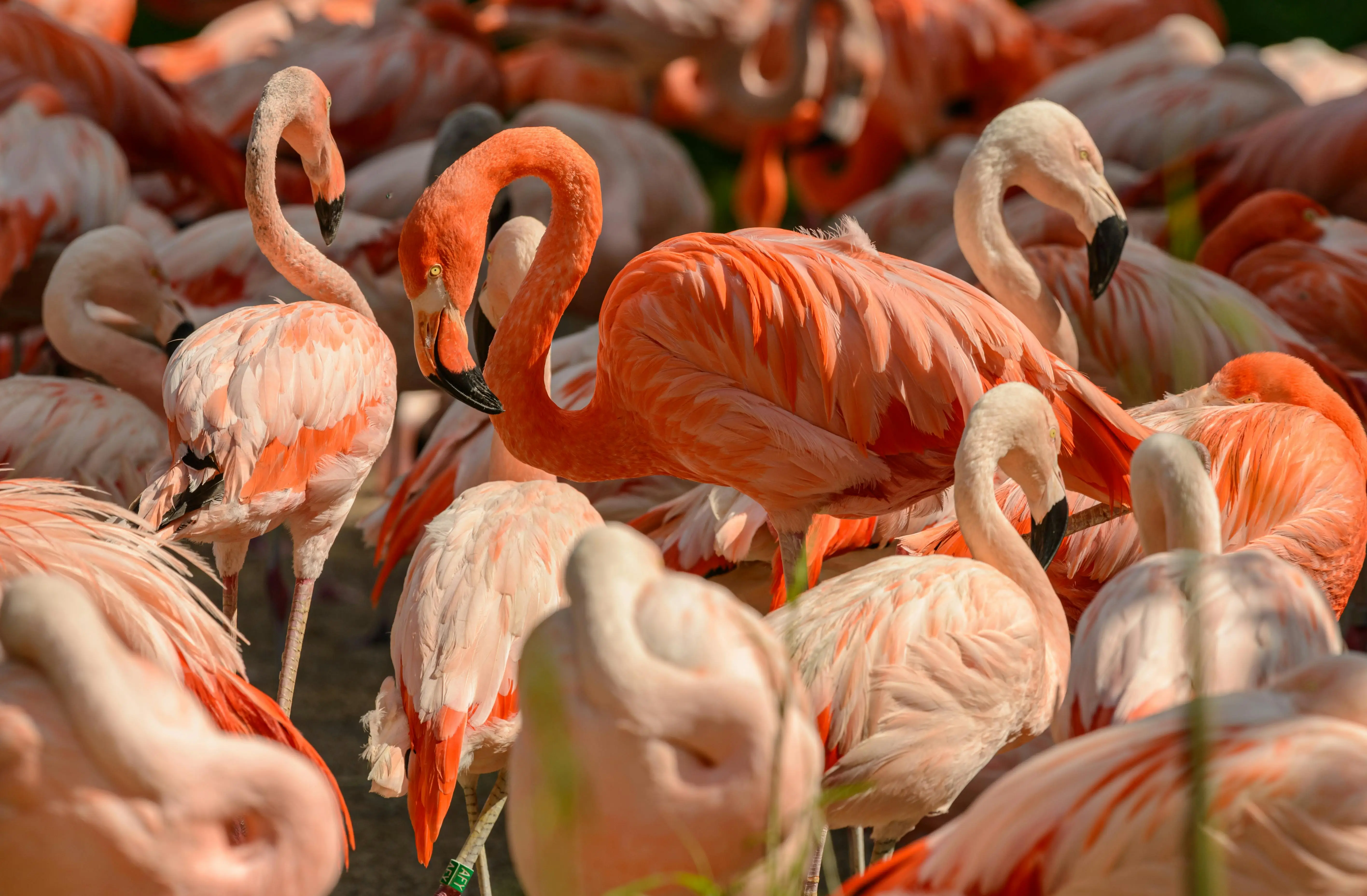 Ilustrasi flamingo. (Foto: Pexels/Petr Ganaj)