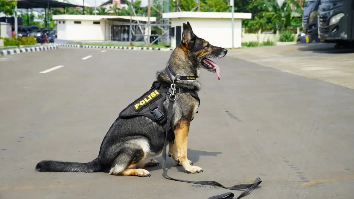 Gaji Anjing Pelacak K9 di SCBD Tembus Rp15 Juta Per Bulan Lebih Tinggi dari UMR Jakarta