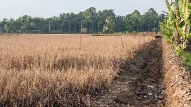 Ilustrasi sawah kering akibat kemarau panjang. (Foto: Freepik.com)