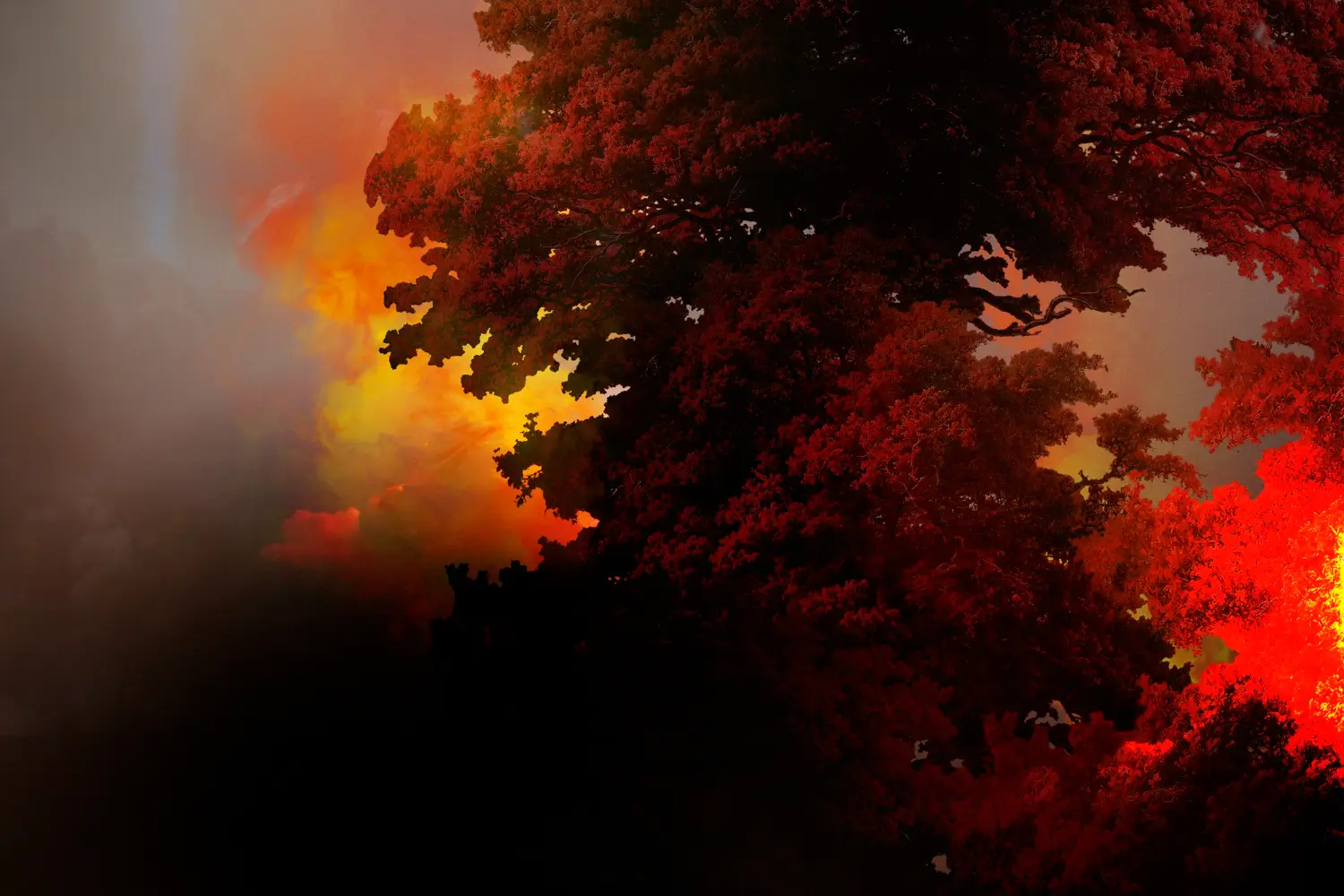 Foto: Ilustrasi Kebakaran Hutan (freepik.com photo by rawpixel.com)