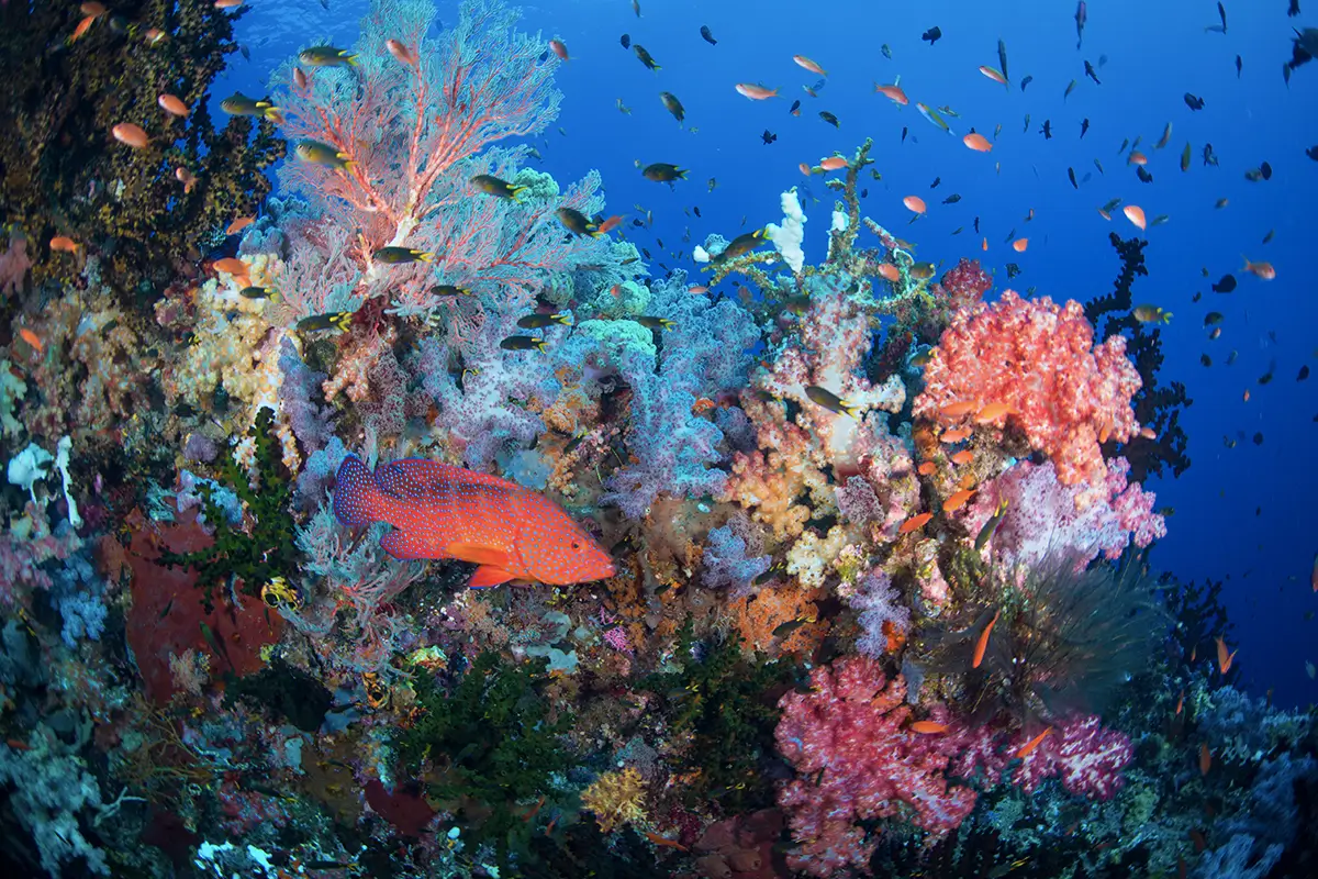 National Geographic Rilis Best of The Word 2025  Laut Raja Ampat jadi Sorotan
