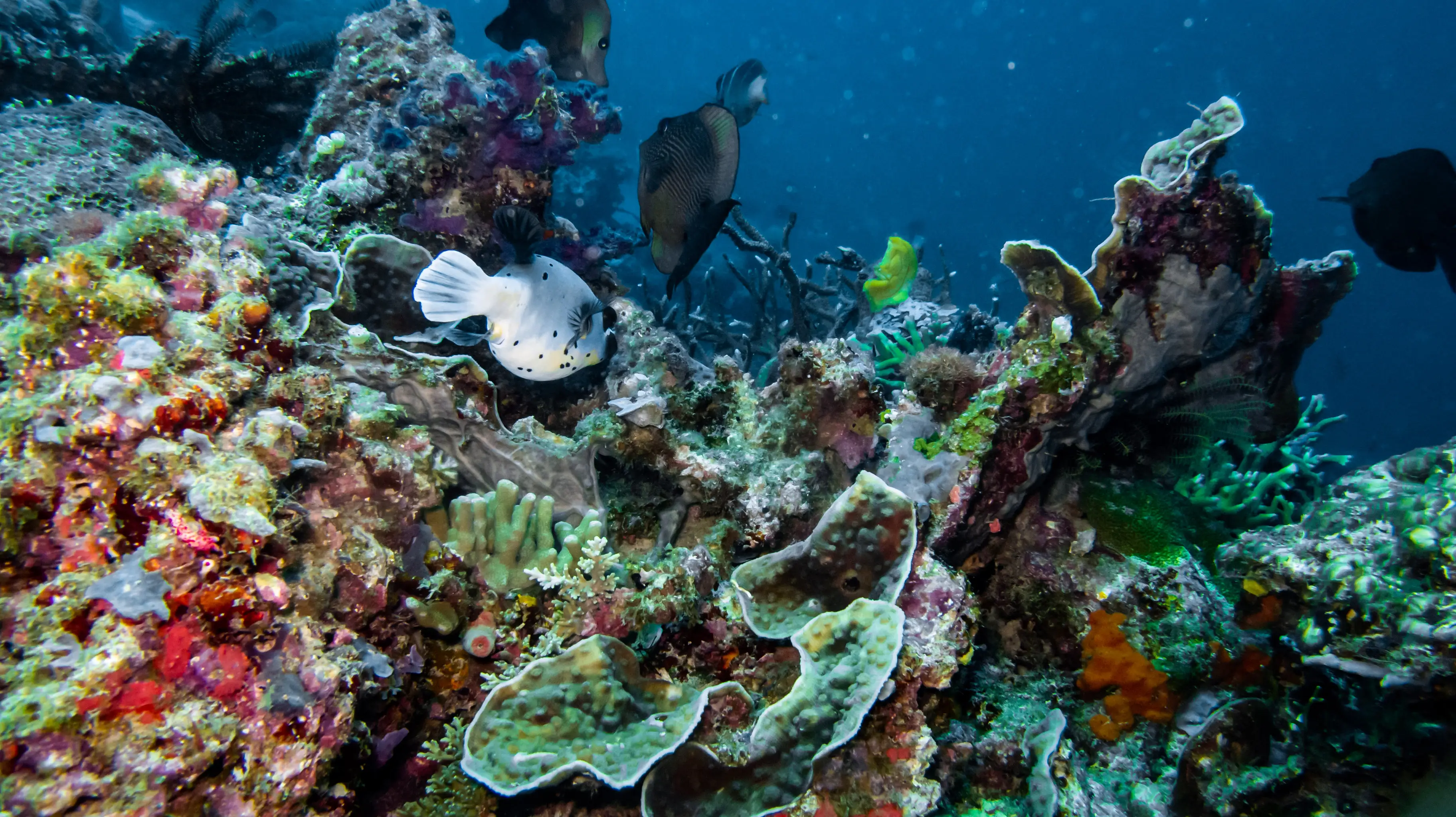 Raja Ampat Ditetapkan Sebagai Cagar Biosfer oleh UNESCO