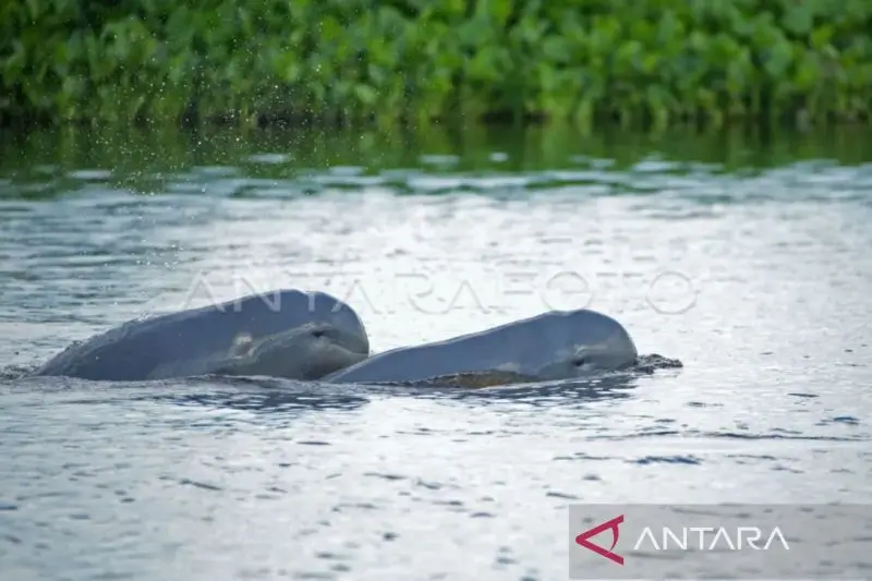 Foto: Dua ekor Pesut berhasil terpantau saat sedang berenang di Sungai Mahakam, Kecamatan Muara Kaman, Kabupaten Kutai Kartanegara, Kalimantan Timur. (ANTARA/Sugeng Hendratno)