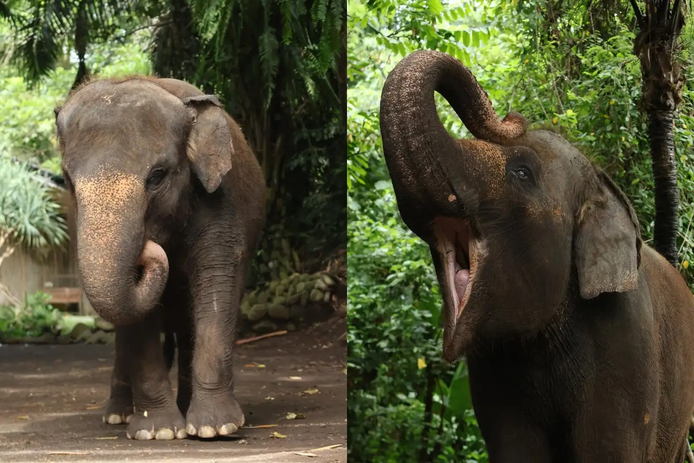 Molly, gajah dari Bali Zoo yang meninggal dunia terseret arus sungai. (Foto: Instagram/balizoo)