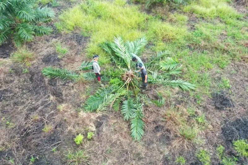 Petugas gabungan Gakkum Kemenhut, Balai TNBS, TNI, Polri dan Pemda memusnahkan perkebunan sawit ilegal di kawasan konservasi Taman Nasional Berbak Sembilang (TNBS), Jambi, Minggu (7/12/2025) (Foto: ANTARA/HO-Kemenhut)