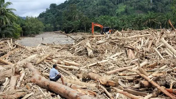 Gelondongan kayu yang dibawa arus saat banjir bandang dan longsor di Sumatera. Foto: ANTARA FOTO/Yudi Manar.